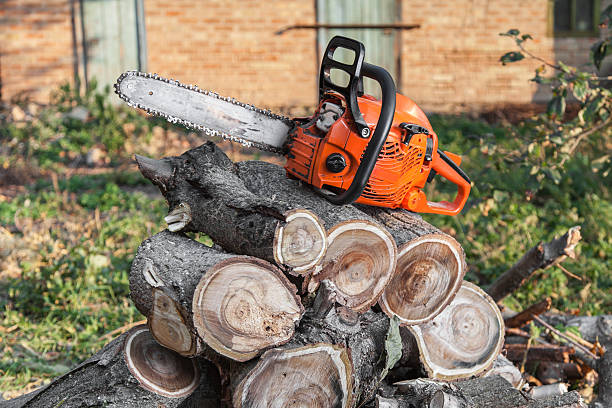 Best Tree Branch Trimming  in Grace, ID